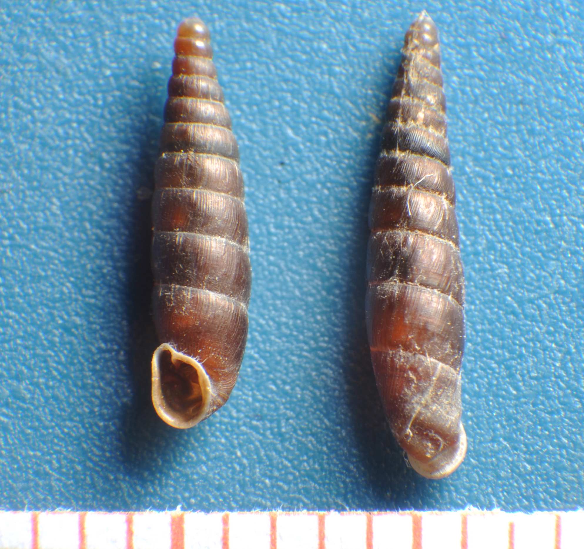 Clausilia rugosa belonidea (Bourguignat, 1877)